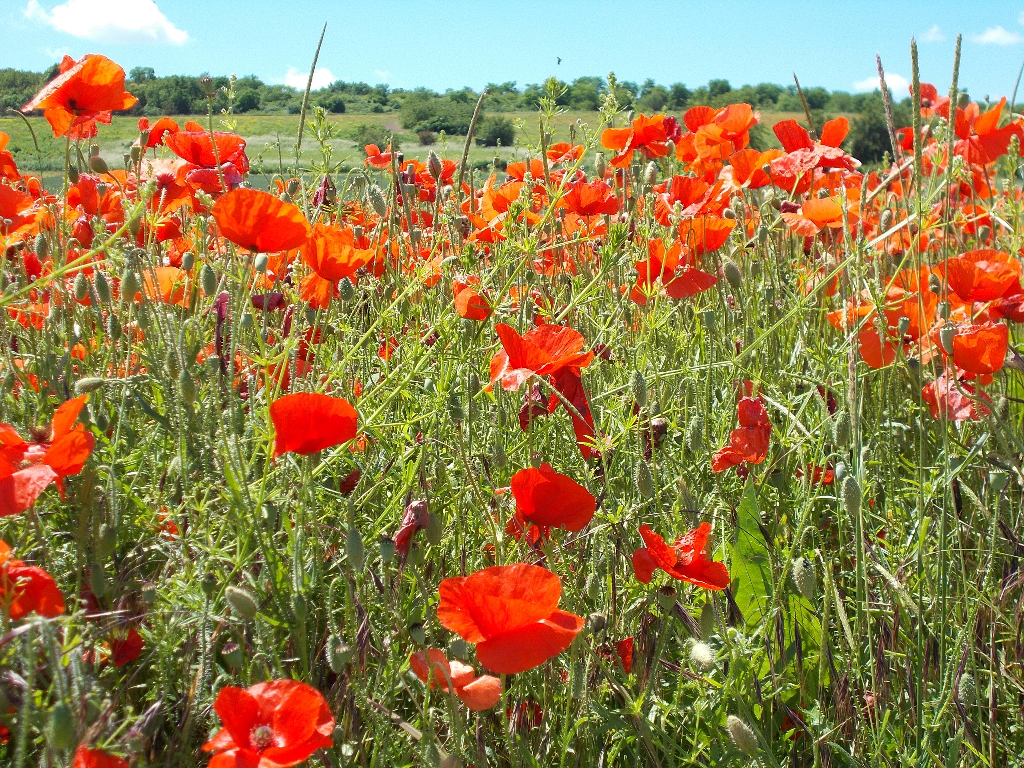 Champ de coquelicots — Alsace